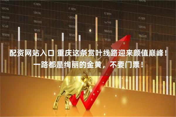 配资网站入口 重庆这条赏叶线路迎来颜值巅峰！一路都是绚丽的金黄，不要门票！